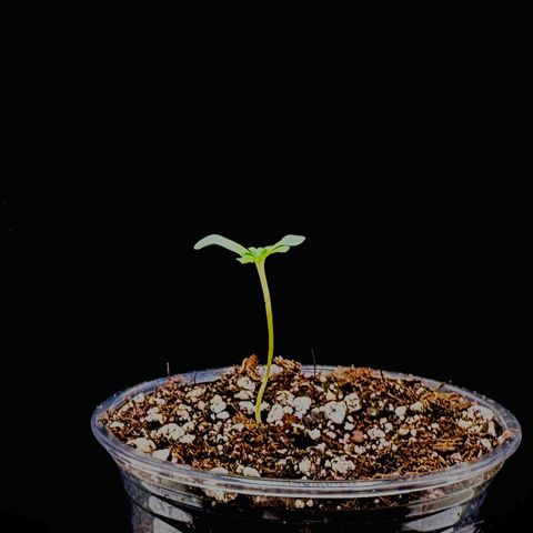 Creme De La Chem growlog timeline photo