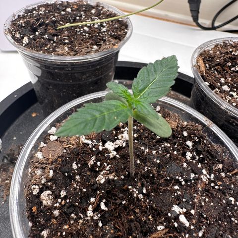 Forum Stomper growlog timeline photo