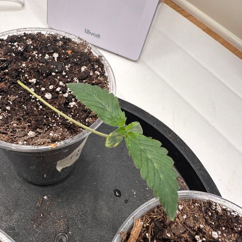 Fugue State growlog timeline photo