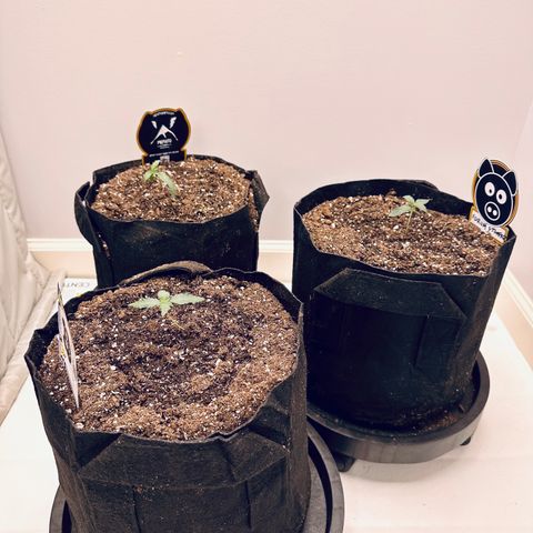Forum Stomper growlog timeline photo
