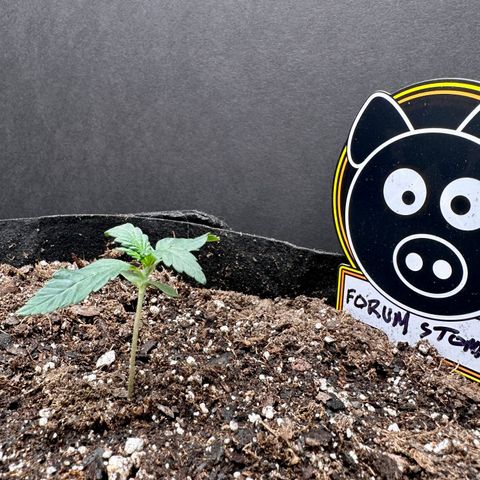 Forum Stomper growlog timeline photo