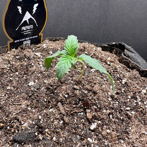 Creme De La Chem growlog photo: Showing signs of stress after transplant. 