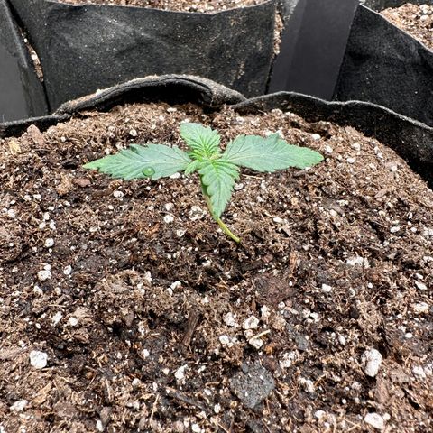 Fugue State growlog timeline photo