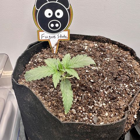 Fugue State growlog timeline photo