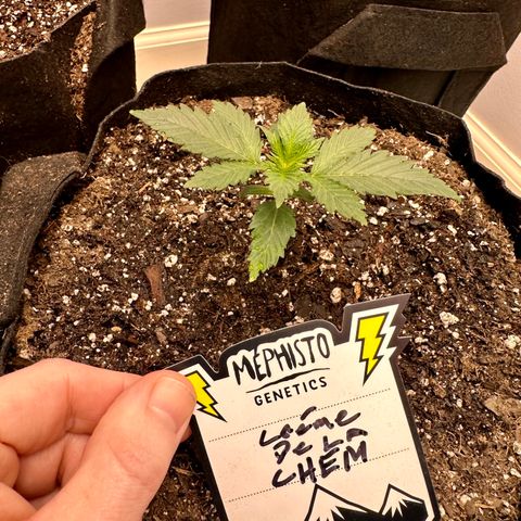 Creme De La Chem growlog timeline photo