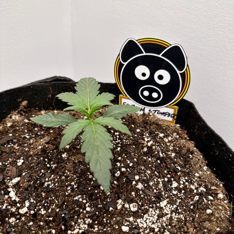 Forum Stomper growlog timeline photo