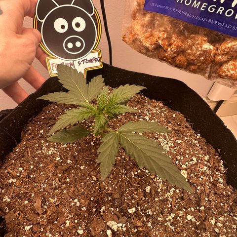 Forum Stomper growlog timeline photo