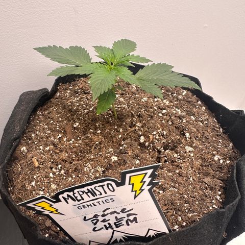 Creme De La Chem growlog timeline photo
