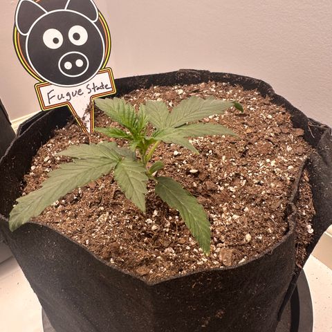 Fugue State growlog timeline photo