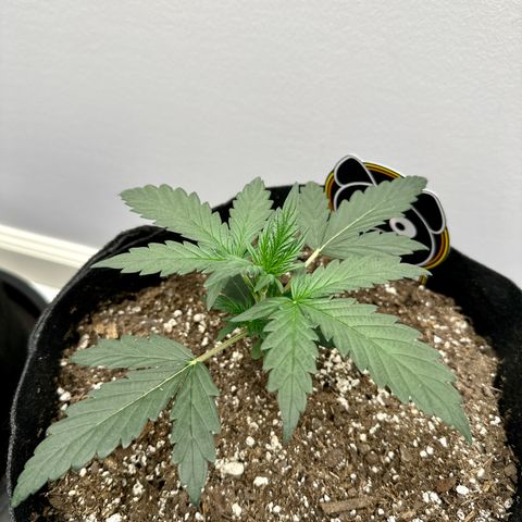 Forum Stomper growlog timeline photo