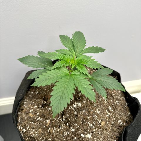 Creme De La Chem growlog timeline photo