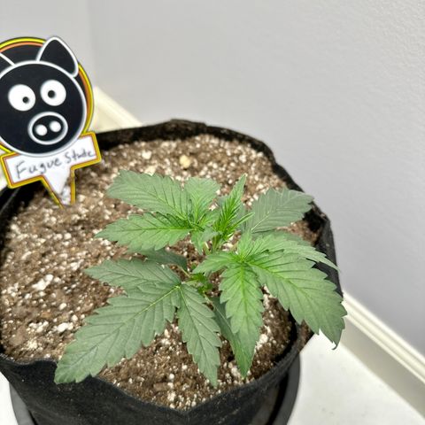 Fugue State growlog timeline photo