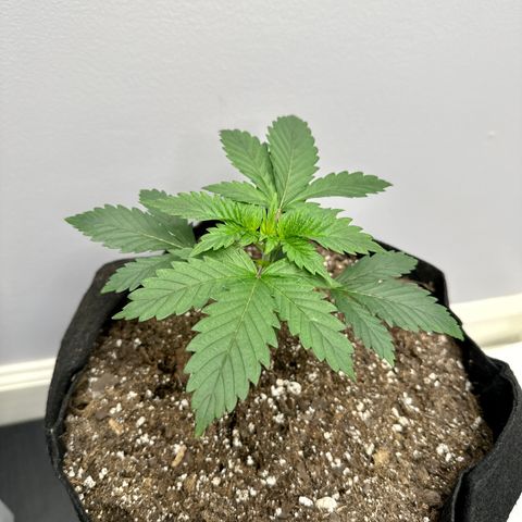 Creme De La Chem growlog timeline photo