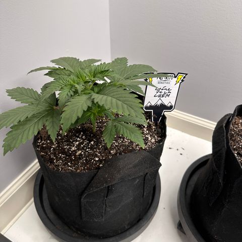 Creme De La Chem growlog timeline photo