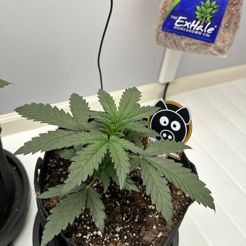 Forum Stomper growlog timeline photo