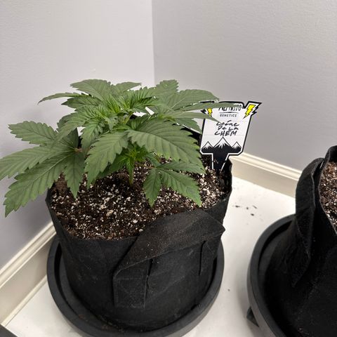 Creme De La Chem growlog timeline photo