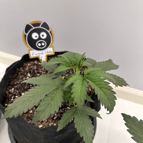 Fugue State growlog timeline photo