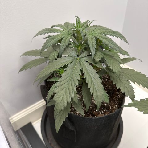 Forum Stomper growlog timeline photo