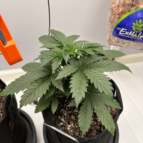 Creme De La Chem growlog timeline photo