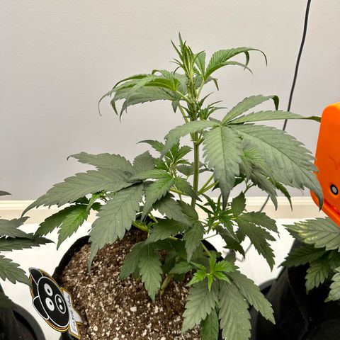 Fugue State growlog timeline photo