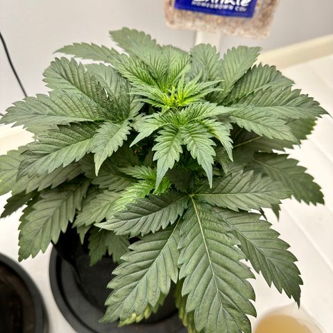 Forum Stomper growlog photo: Starting to show sex. 