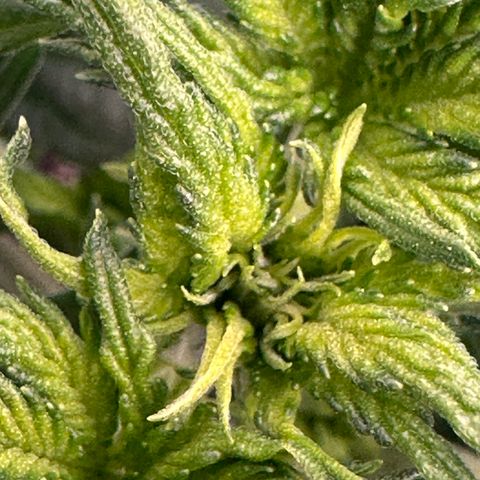 Forum Stomper growlog timeline photo