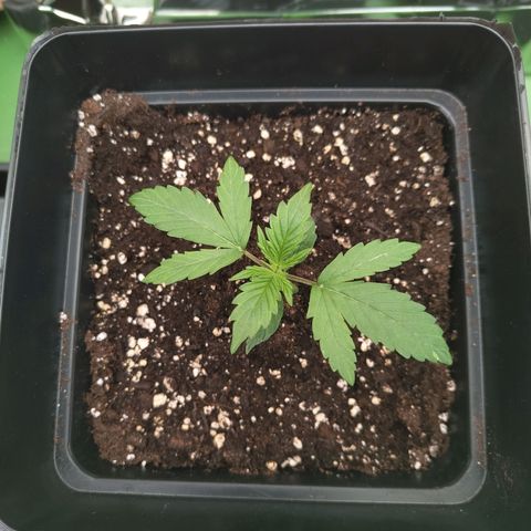 Gorila SB growlog timeline photo