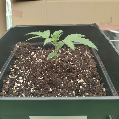 Gorila SB growlog timeline photo