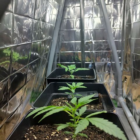 Gorila SB growlog timeline photo