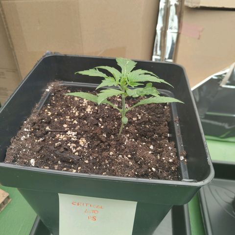 Critical Banco growlog timeline photo