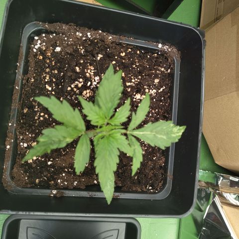 Critical Banco growlog timeline photo