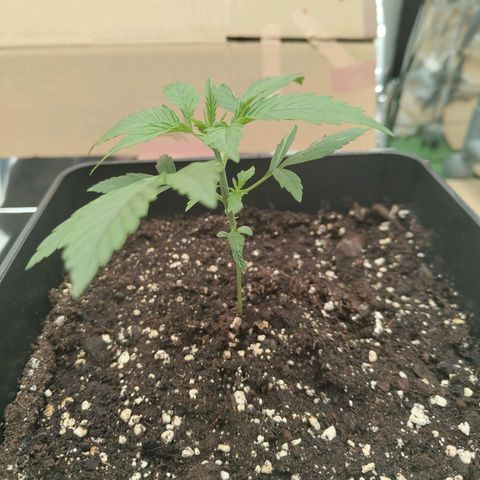 Critical Auto Granel growlog timeline photo