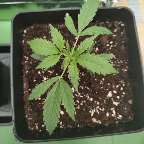 Critical Auto Granel growlog timeline photo