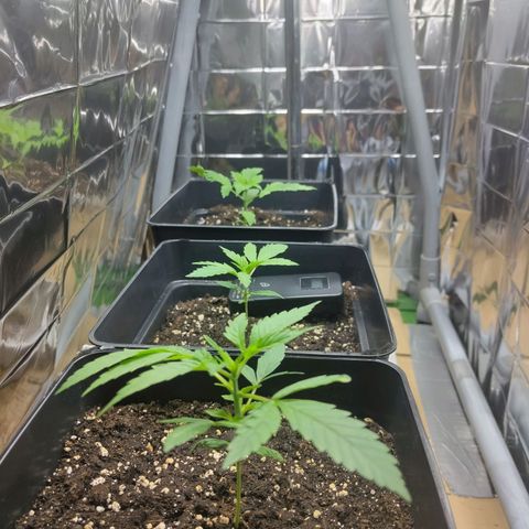 Critical Auto Granel growlog timeline photo