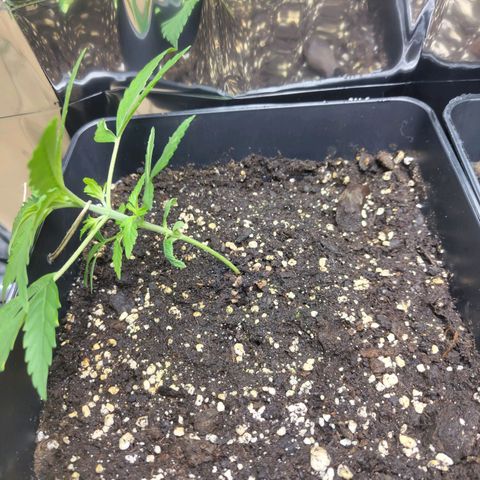 Critical Auto Granel growlog timeline photo