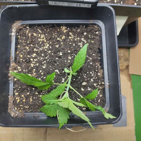 Gorila SB growlog timeline photo