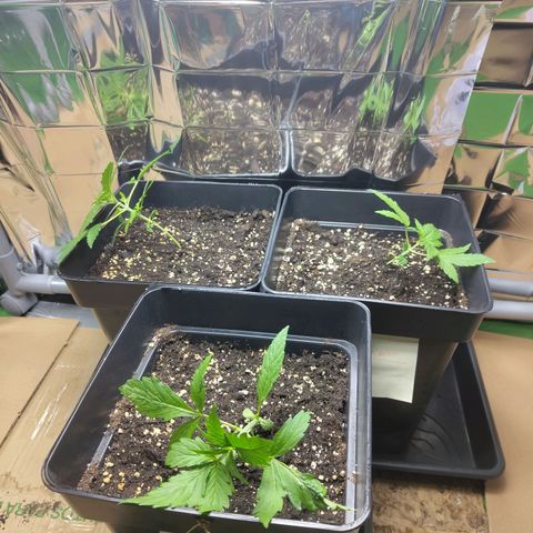 Gorila SB growlog timeline photo