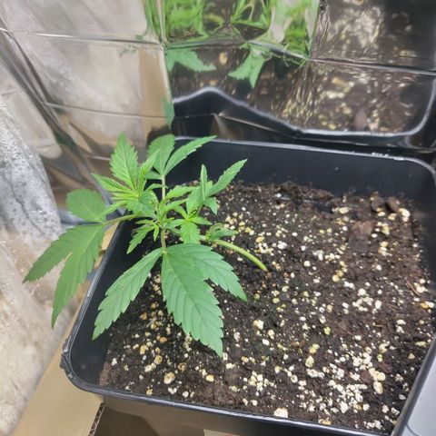 Critical Auto Granel growlog timeline photo