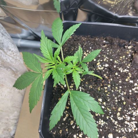Critical Auto Granel growlog timeline photo
