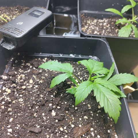 Gorila SB growlog timeline photo