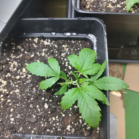 Gorila SB growlog timeline photo