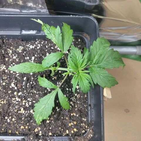 Critical Banco growlog timeline photo