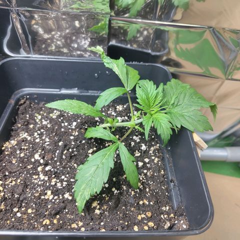 Critical Banco growlog timeline photo