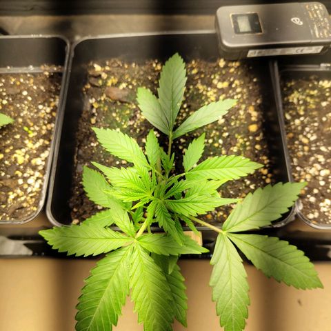 Critical Auto Granel growlog timeline photo
