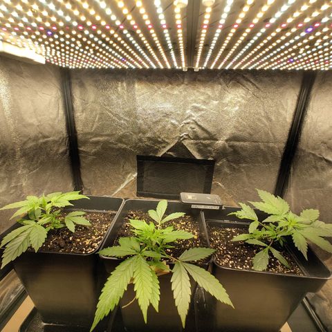Gorila SB growlog timeline photo
