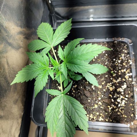 Gorila SB growlog timeline photo