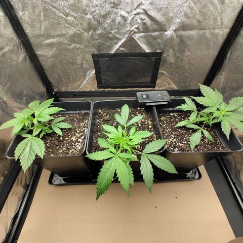 Critical Banco growlog timeline photo