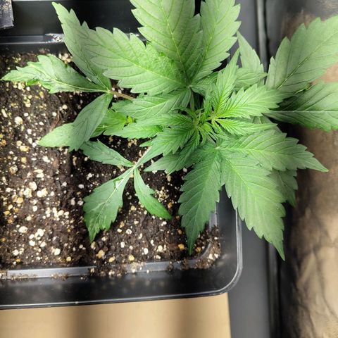 Critical Banco growlog timeline photo