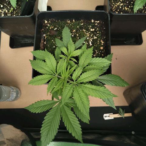 Critical Auto Granel growlog timeline photo