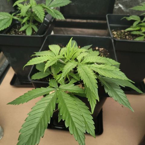 Critical Auto Granel growlog timeline photo